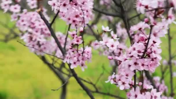 Morbido Fuoco Cherry Blossom Sakura Fiore Sullo Sfondo Della Natura — Video Stock