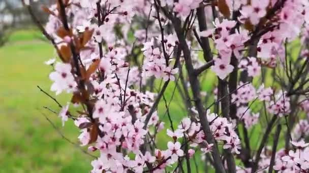 Який Фокус Квітка Черрі Або Квітка Сакура Фоні Природи Весною — стокове відео