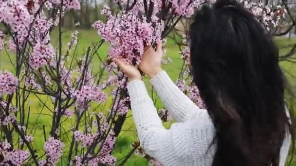 Dłonie Dziewczyny Trzymają Kwitnącą Gałąź Luźnymi Delikatnymi Różowymi Kwiatami Concept — Wideo stockowe