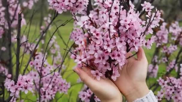 Dłonie Dziewczyny Trzymają Kwitnącą Gałąź Luźnymi Delikatnymi Różowymi Kwiatami Concept — Wideo stockowe