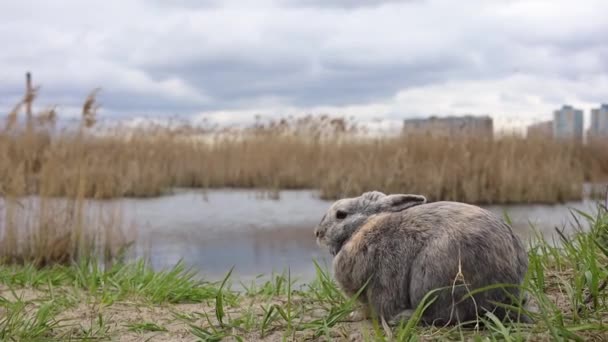 Lepre Habitat Selvaggio Vicino Lago Sfondo Naturale — Video Stock