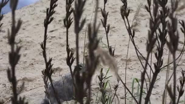 Konijn Ligt Zijdelings Het Zand Bij Het Gras Boeren Huisdier — Stockvideo