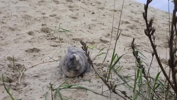 Kaninchen Liegt Seitlich Auf Dem Sand Der Nähe Des Rasens — Stockvideo
