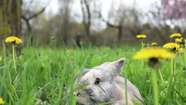 Mały Królik Chowający Się Wiosennym Zielonym Trawniku Żółtymi Kwiatami Mniszka — Wideo stockowe
