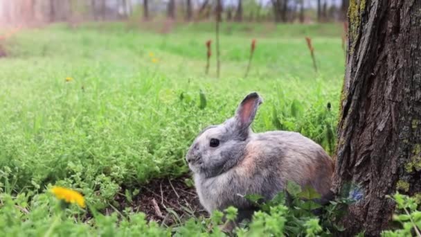 小兔子躲在春绿的草坪上 开着黄色的蒲公英花 春绿地 — 图库视频影像