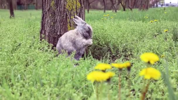 Uroczy Szary Królik Zajączek Wielkanocny Jada Trawę Naturze Słodki Puszysty — Wideo stockowe