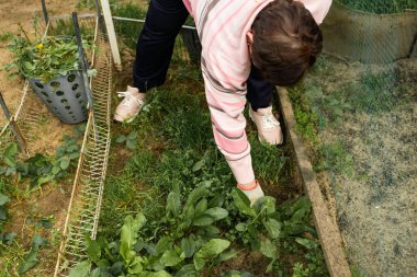 Baharda bahçesinde yabani otları toplayan yaşlı bir kadın kıştan sonra bahçeyi temizliyor.