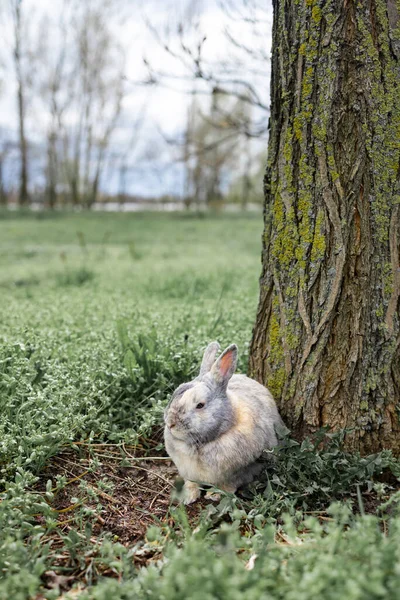Yeşil Tarlada Tavşan Yeşil Arka Plandaki Ağaçlar Arasında Vahşi Yaşam — Stok fotoğraf