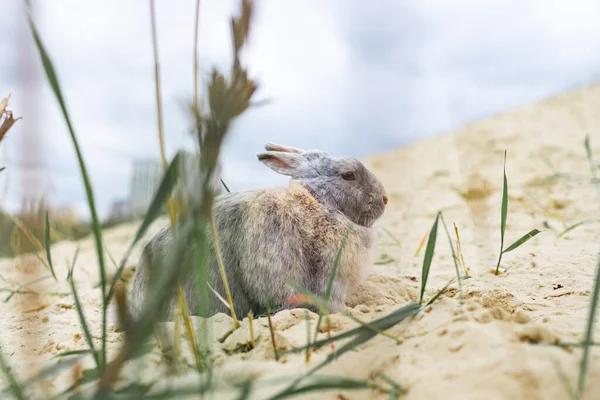 Conejo Primer Plano Encuentra Lado Arena Cerca Hierba Agricultura Mascotas —  Fotos de Stock