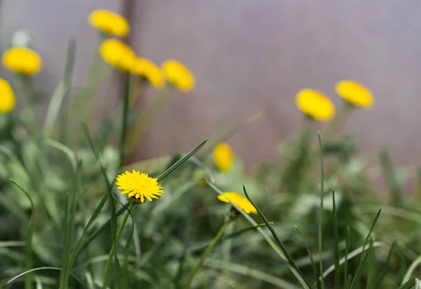 Césped Verde Primavera Con Flores Diente León Amarillo Fondo Primavera —  Fotos de Stock