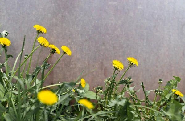 春绿的草坪 开黄色的蒲公英花 带有复制空间的春季背景 — 图库照片