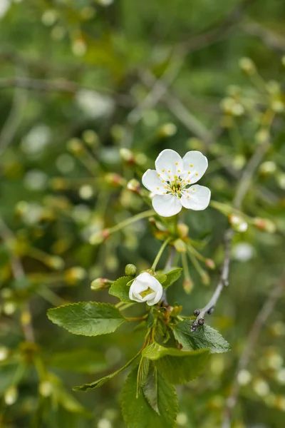 Tavasz Virágzó Fehér Virágokkal — Stock Fotó