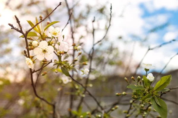 Tavaszi Virágzó Faág Fehér Virágokkal Kék Alatt — Stock Fotó