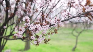 Ağaçtaki pembe kiraz dallarının seçici odak noktası. Bahar mevsiminde güzel sakura çiçekleri. Çiçek deseni deseni, doğal çiçek arkaplanı..
