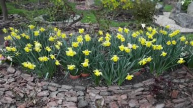 Güneş ışınları çiçek açan narsist çiçeklere, ilkbahara ve Paskalya bayramlarına ışıldıyor
