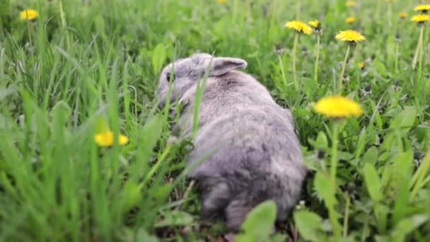 Hare Det Gröna Fältet Den Grå Haren Vild Miljö Våren — Stockvideo