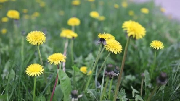 Wiosna Zielony Trawnik Żółtymi Kwiatami Mniszka Lekarskiego Wiosna Naturalne Tło — Wideo stockowe