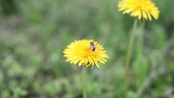 アイルランドのタンポポの黄色の花の蜜と花粉を給餌するミツバチ 終わりだ — ストック動画