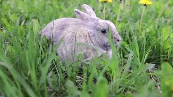 緑の野ではウサギ 春には野生の生息地では灰色のウサギ — ストック動画