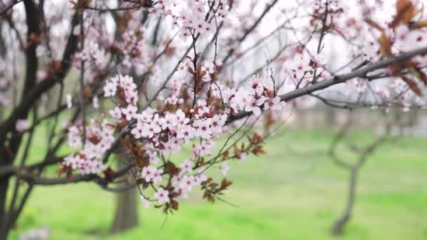 Ağaçtaki Pembe Kiraz Dallarının Seçici Odak Noktası Bahar Mevsiminde Güzel — Stok video
