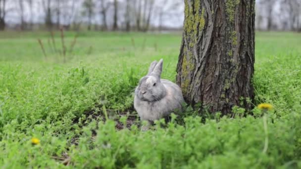 緑の野のウサギ 緑の背景の木の近くの野生の生息地の灰色のウサギ — ストック動画