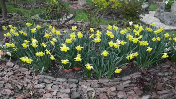 Sluneční Paprsky Svítí Mnoho Kvetoucích Narcisů Květiny Jaro Velikonoční Svátky — Stock video