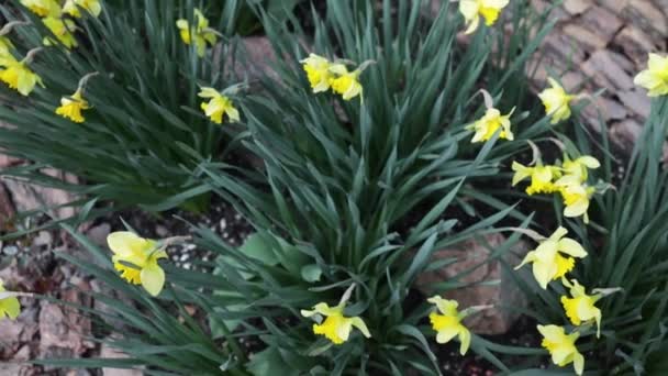 Sunbeams Shining Many Blooming Narcissus Flowers Springtime Easter Holidays Background — Stock Video