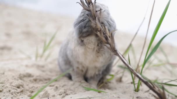 Kaninchen Fressen Trockenes Gras Auf Dem Sand See Landwirtschaft Haustier — Stockvideo