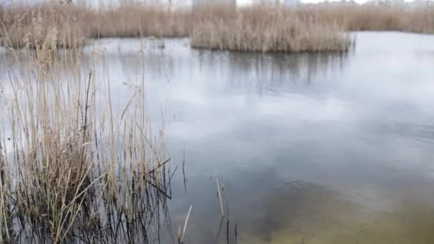 Kuru Sazlıkların Dalları Rüzgarda Sallanıyor Bir Gölün Arka Planında — Stok video