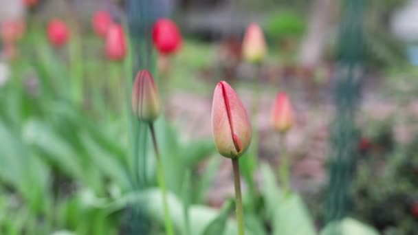 Różowe Tulipany Rosną Bliska Pąki Tulipanów Ogrodzie Selektywną Ostrością Naturalny — Wideo stockowe