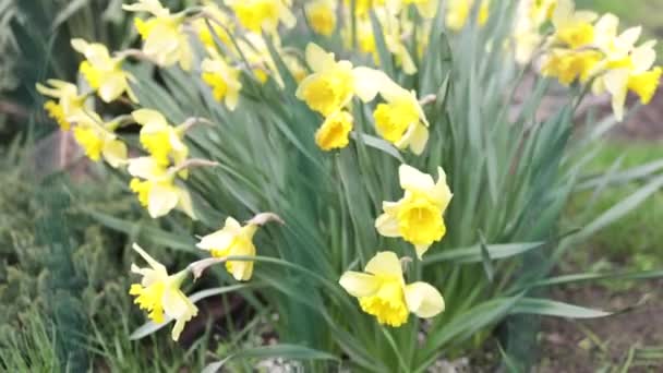 Zonnestralen Schijnen Veel Bloeiende Narcissen Bloemen Lente Paasvakantie Achtergrond — Stockvideo