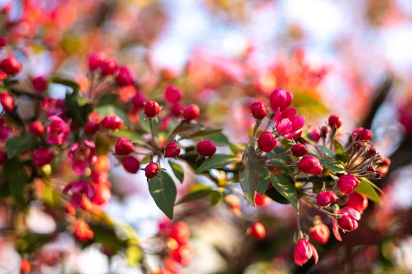 Bahar Çiçeği Arka Planı Çiçek Açan Ağaçlar Parlayan Güneş Işığıyla — Stok fotoğraf