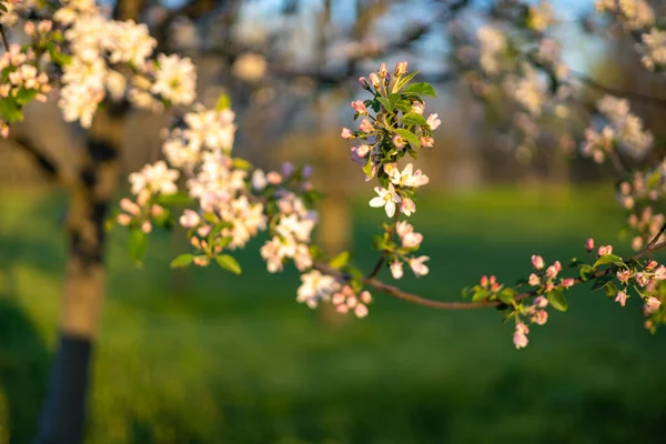 Tavaszi Virág Háttér Gyönyörű Természet Jelenet Virágzó Napkitörések Napsütéses Nap — Stock Fotó