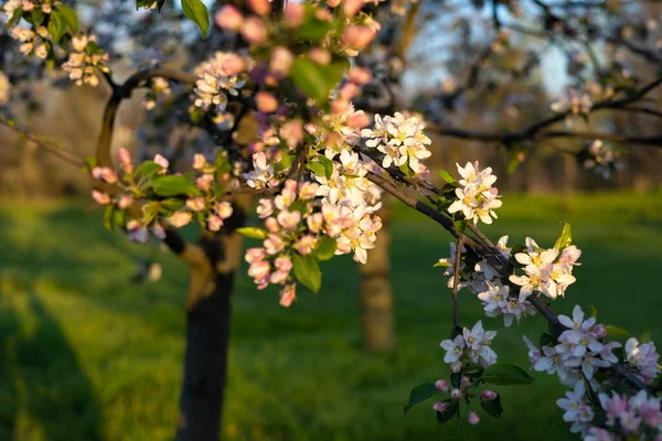 Tavaszi Virág Háttér Gyönyörű Természet Jelenet Virágzó Napkitörések Napsütéses Nap — Stock Fotó