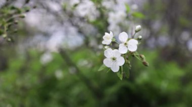 Bahar çiçeği arka planı. Çiçek açan ağaçla güzel bir doğa sahnesi. Bahar çiçekleri. Güzel bahçe. 