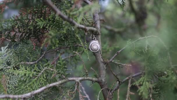Grande Caracol Romano Escondido Sua Concha Espiral Colou Árvore Folhas — Vídeo de Stock
