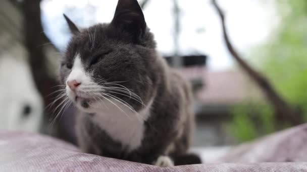 Kucing Jalanan Yang Lapar Melihat Moncong Kucing Putih Abu Abu — Stok Video