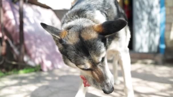 13,602 vídeos de Alimentos para perros, metraje de Alimentos para perros  sin royalties | Depositphotos