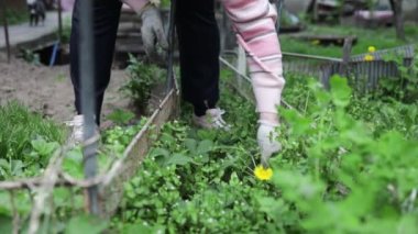 Baharda bahçesinde yabani otları toplayan yaşlı bir kadın kıştan sonra bahçeyi temizliyor.