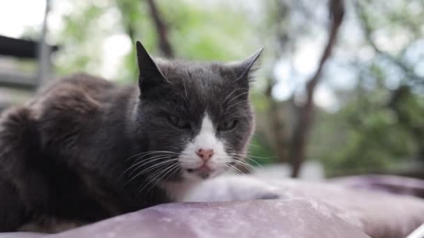 Kucing Jalanan Yang Lapar Melihat Moncong Kucing Putih Abu Abu — Stok Video
