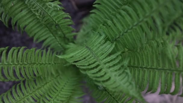 Beautiful Fern Leaf Texture Nature Natural Ferns Blurred Background Fern — Stock Video