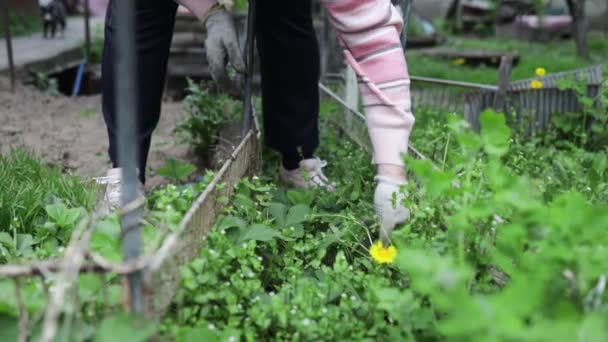 Старшая Женщина Вытаскивает Сорняки Огромном Саду Весной Очищая Сад После — стоковое видео