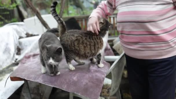 田舎の裏庭で子猫に優しく触れる高齢女性 — ストック動画