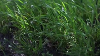 Doğal çayır çimleri rüzgâr esintisiyle yavaşça savruluyordu. Güzel yeşil sallanan çim tarlası dinleniyor. Rüzgâr esintisi boyunca sallanıyor. Yeşil çevre kavramı.