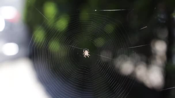 Egy Pók Elmosódott Sziluettje Egy Hálóban Elmosódott Természetes Zöld Háttérrel — Stock videók