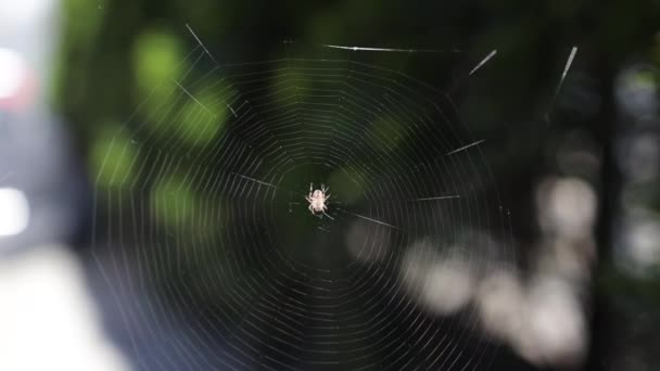 Egy Pók Elmosódott Sziluettje Egy Hálóban Elmosódott Természetes Zöld Háttérrel — Stock videók