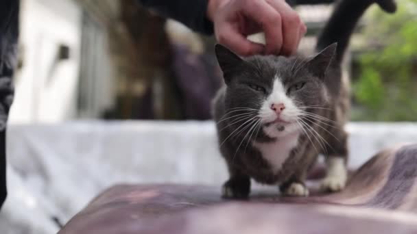 Αρσενικό Χέρι Χαϊδεύει Μια Όμορφη Παιχνιδιάρικη Χνουδωτή Γκρι Γάτα Ανθρώπινο — Αρχείο Βίντεο