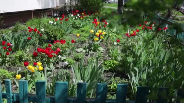 Πολύχρωμες Τουλίπες Αναπτύσσονται Στον Κήπο Φυσικό Τοπίο Ανοιξιάτικα Λουλούδια Παγκόσμια — Αρχείο Βίντεο