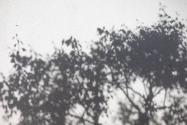 Ağaçların dalları ve yaprakları beyaz beton bir duvarda gölgeli..