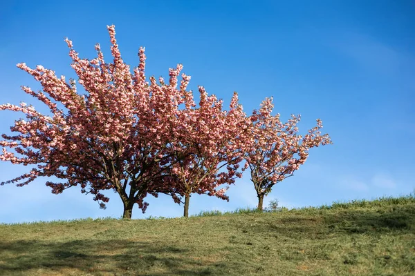 Primavera Naturaleza Con Árbol Flor Árbol Sakura Cerezo Flor Campo —  Fotos de Stock
